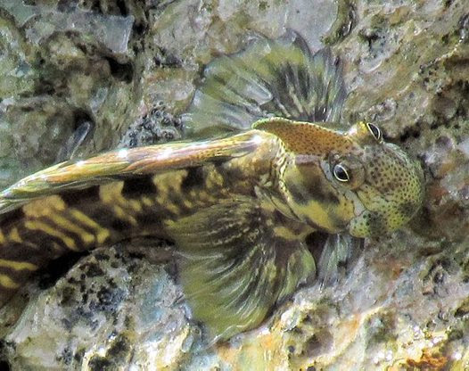 Pacific Leaping Blenny Has No Legs yet Leaps (Video