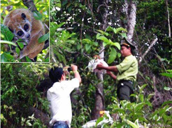 Thả 7 cá thể động vật quý hiếm về Khu bảo tồn Thiên nhiên Sơn Trà