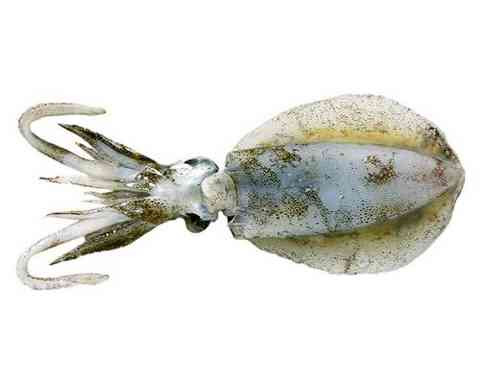 イカの種類 見分け方 海水魚の種類と釣り方