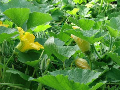 カボチャの育て方 スペースが狭くても栽培できます