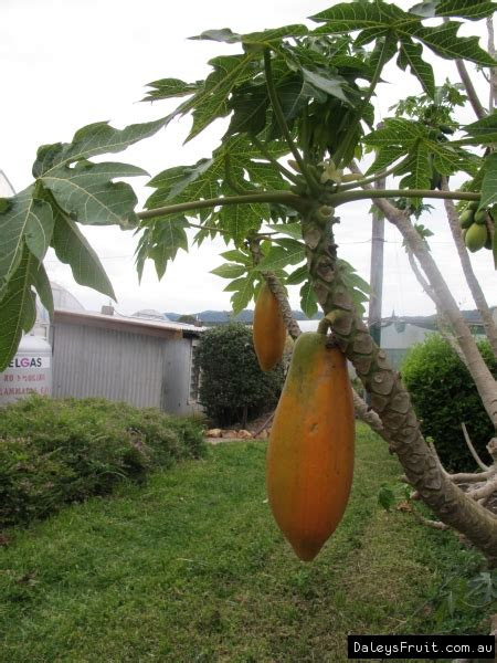Knowing when to plant a tree can make a big difference on how well a tree does. Pawpaw Plant Southern Red