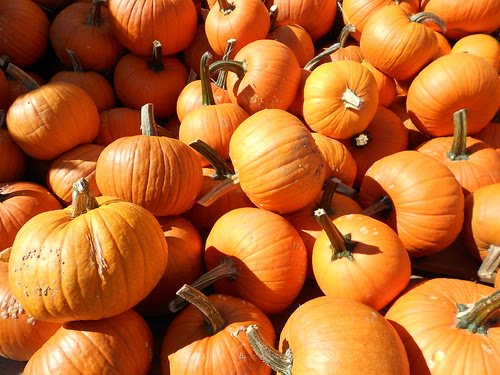 Lots of Little Pumpkins
