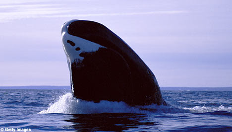 http://img.dailymail.co.uk/i/pix/2007/06_02/BowheadWhaleG_468x266.jpg