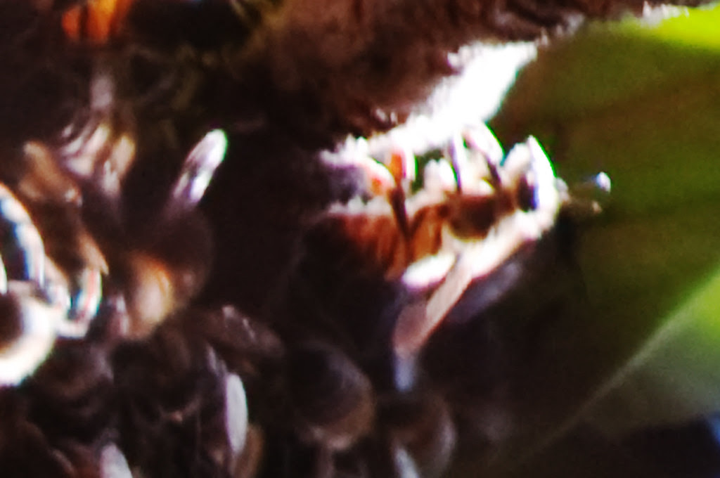 20100217Bees-22