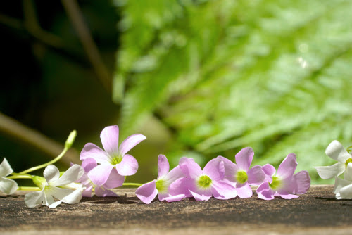 紫色のオキザリス 紫の舞の花言葉の意味や特徴は 植物navi