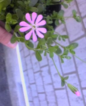 シレネ 花日和 はなびより