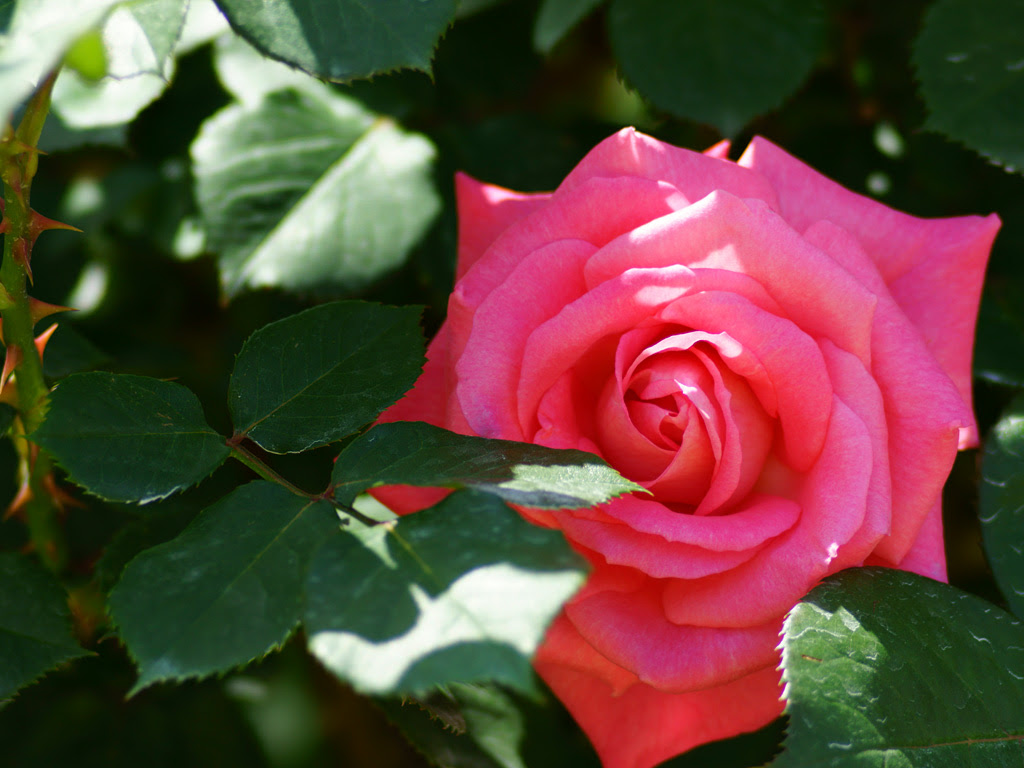5月に咲く花はどんな花