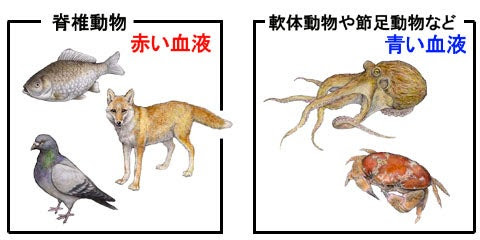タコの血は青い 川崎悟司 オフィシャルブログ 古世界の住人 Powered By Ameba
