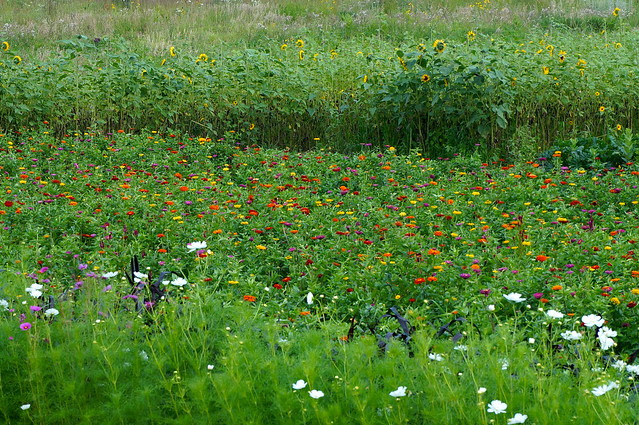 DSC04526 - Version 2