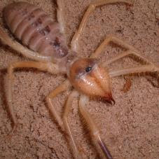 Camel Spider