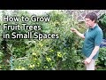 Fruit Trees In Small Spaces / Fruit Trees For Small Spaces Ahern Nurseries Limerick / Click here to check the price.