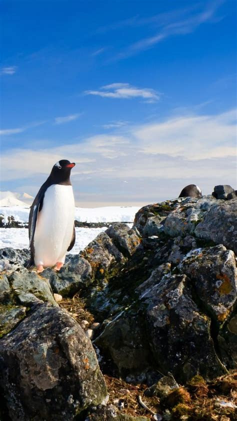 iphone wallpaper penguin images  pinterest