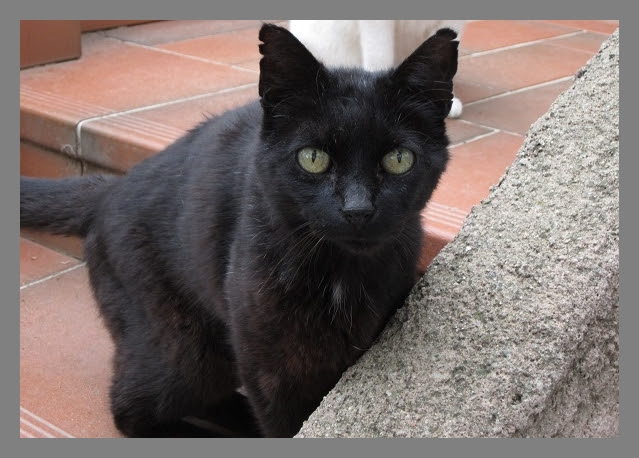 Flaubert Du Maquis Versus Gustave Flaubert Association Les Chats Du Maquis