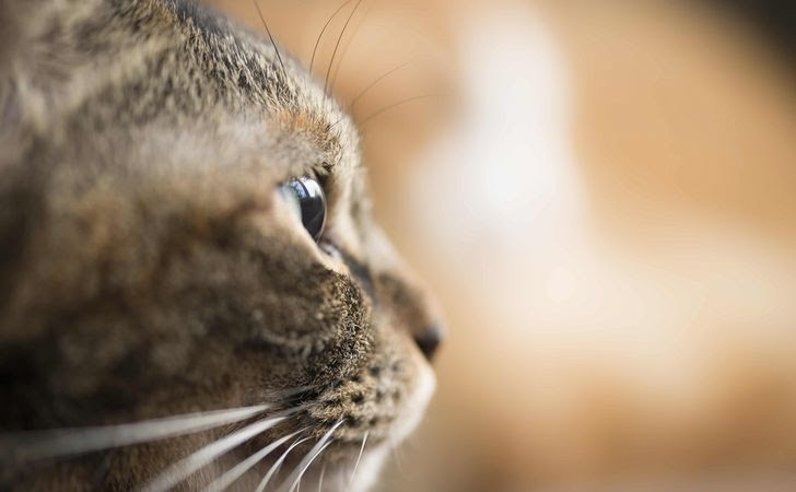 猫の目から見えている世界は？猫の視力や色彩感覚、動体視力について 