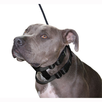 Cesar Millan Illusion Dog Collar &amp; Leash System - 1800PetMeds