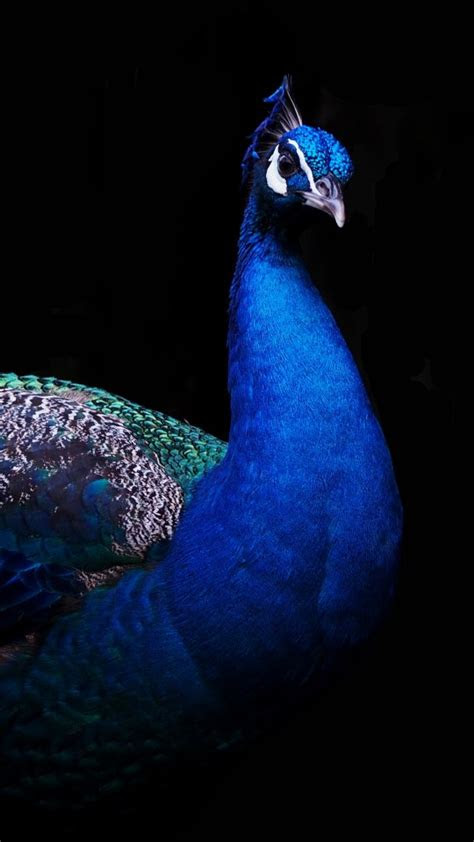 beautiful peacock  wallpapers hd wallpapers id
