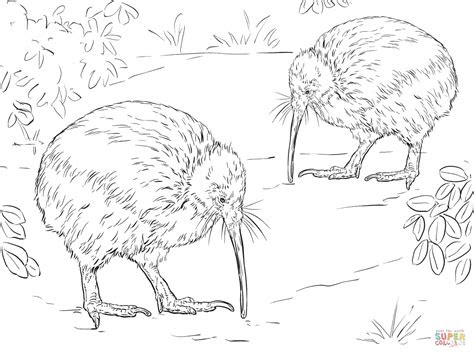 north island brown kiwi coloring page  printable