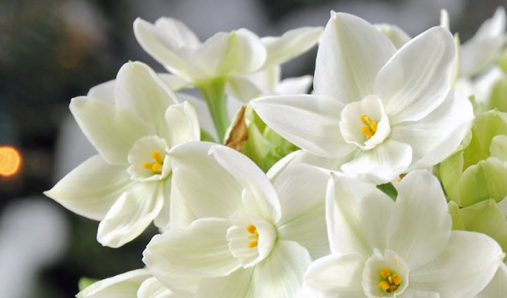 Plants amp; Flowers » Narcissus tazetta