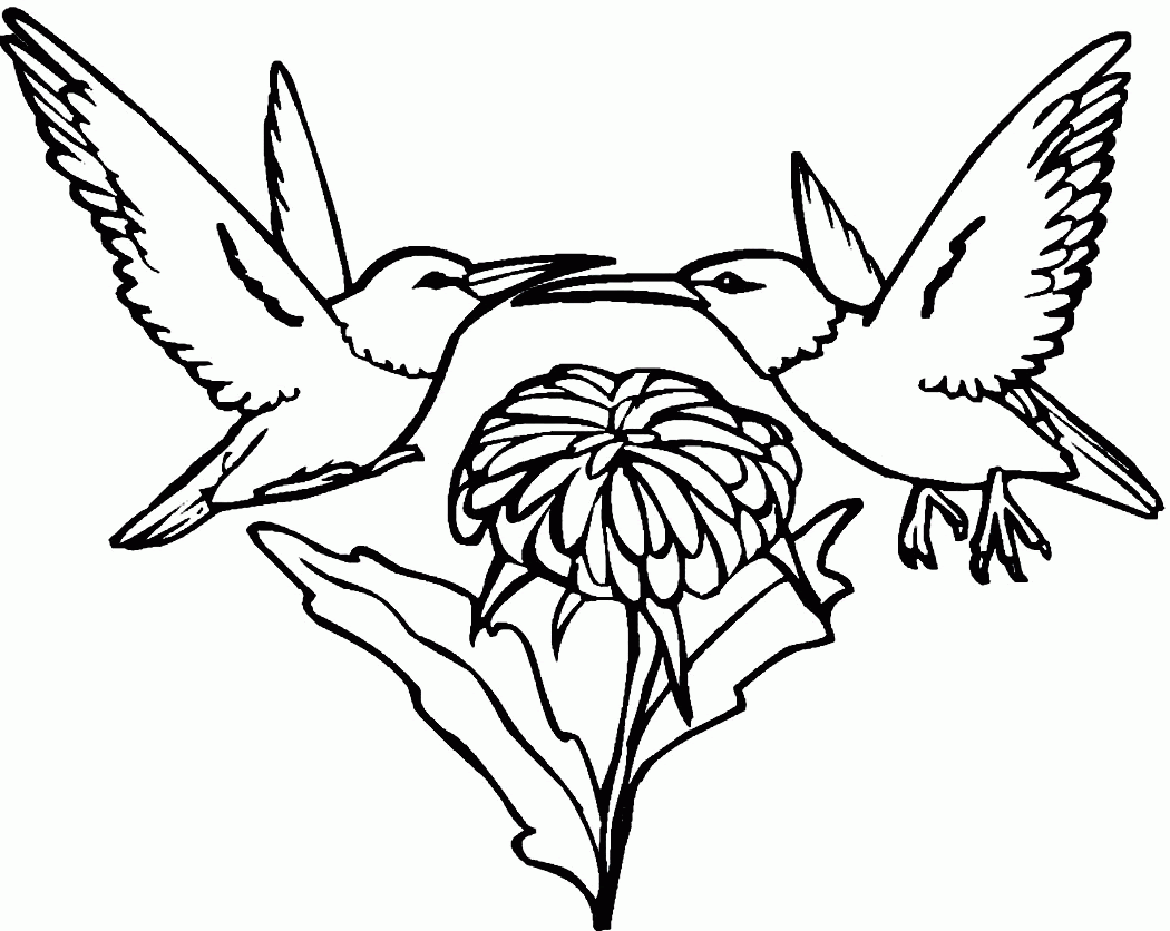 Download Humming Bird Coloring Page - Coloring Home