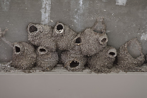 Wasp Nests