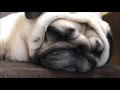 パグ かわいい 画像 386452