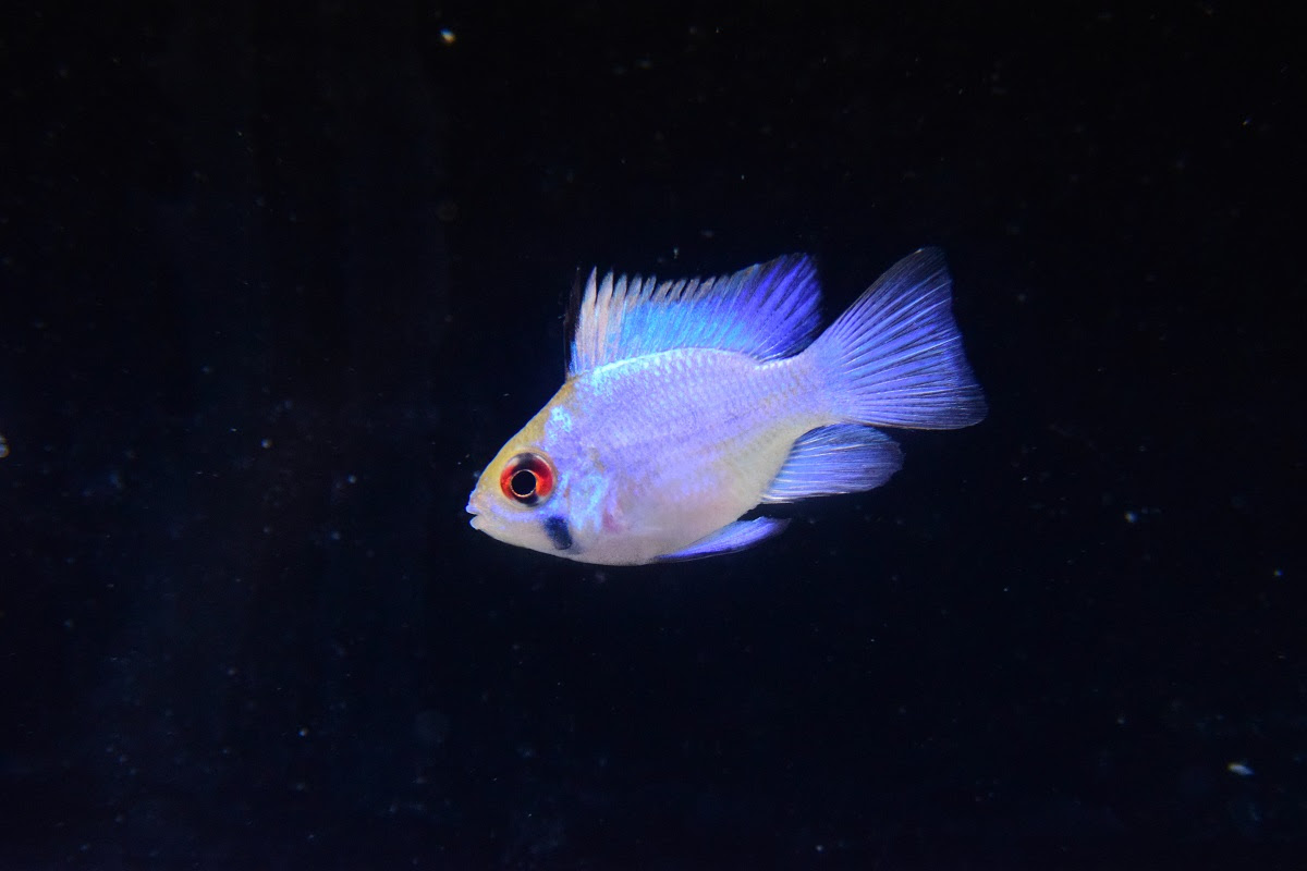 入荷魚 静岡市の熱帯魚専門店 大型魚 古代魚 珍魚 World Rivers