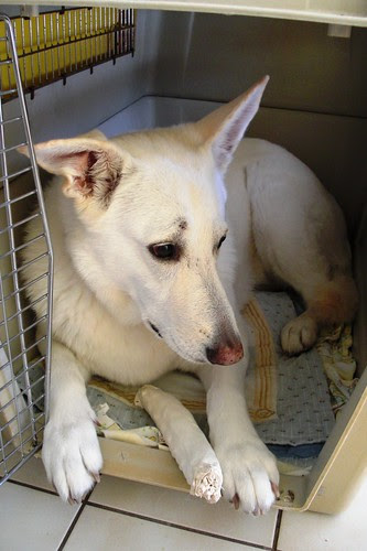 August 7 -Biko in too small a crate-1-fighting for a bone-still got the bone