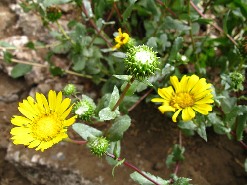 Garden for the Environment; San Francisco