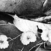 BRICKS & LEAVES IV
