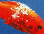 魚の病気 水カビ病について