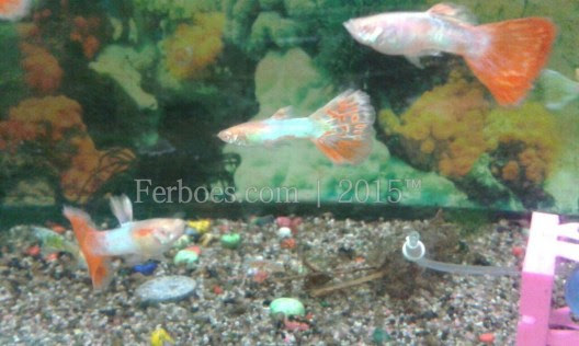 Ikan Guppy Mata Merah Ferboes com Ikan Guppy Mata Merah Ferboes com