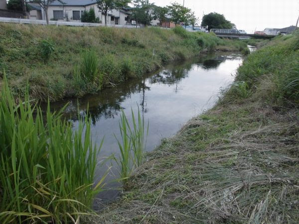 ナマズのいる川とそのポイントを探せ トップウォータールアーで狙うナマズ釣り入門