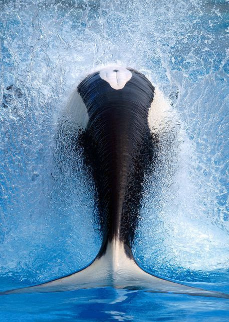 30 Perfectly Timed Photos Everyone Needs To See Before They Die