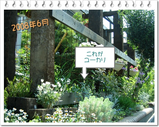 知らなかったユーカリのこと 小さな庭で