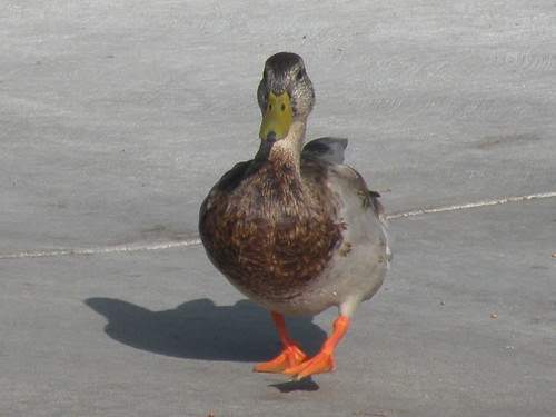 this way by bonnie l pelton