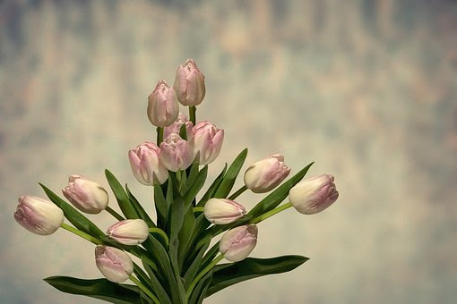 チューリップの水栽培の失敗は何が原因なのか 植物navi