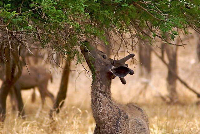 Sambar, Ranthambhore National Park