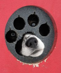 happy dog | MyConfinedSpace
