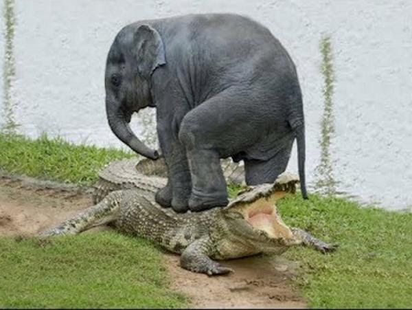 肩こってますね インド式マッサージが見た目より意外に良い 象へのボケ ボケて Bokete