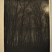 Trees and Sun, Thurmont, Frederick County, Maryland 1/2