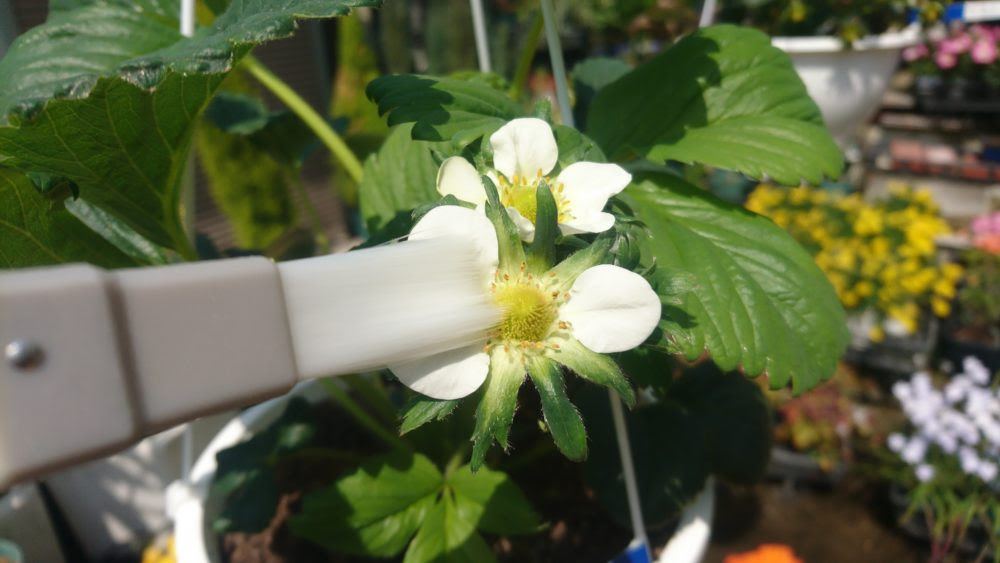 いちご 場合によって人工受粉を 花屋さんの植物管理ブログ