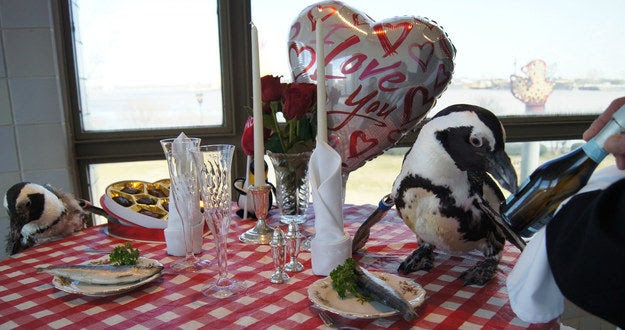 Kohl and Zelda shared a romantic meal of fish to celebrate their copper anniversary. The couple live together at Audubon Aquarium of the Americas in New Orleans.