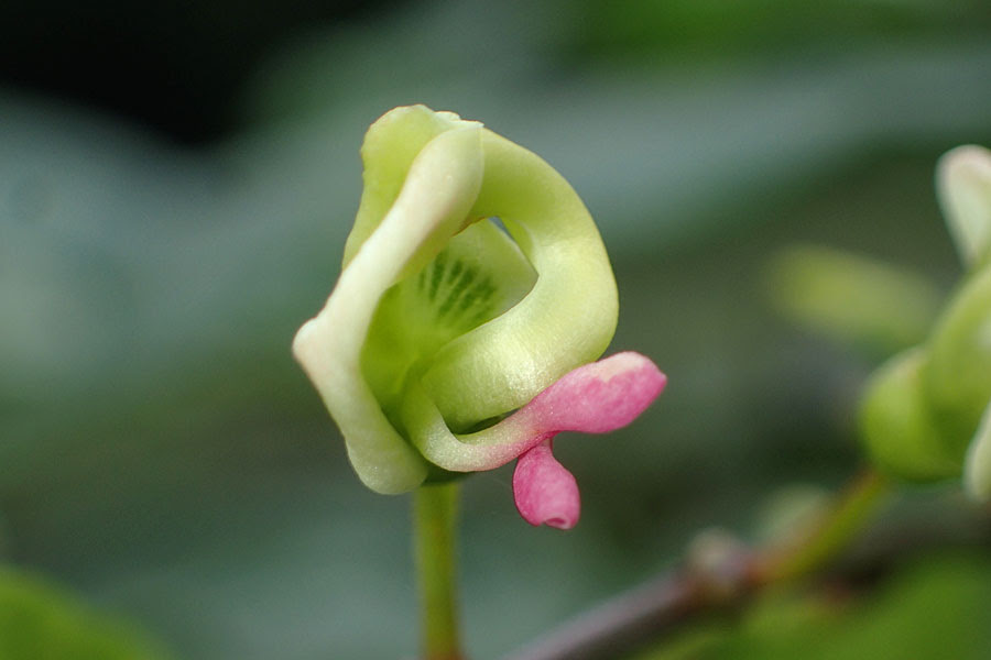 ホドイモの花 やまぶどうの徒然日記