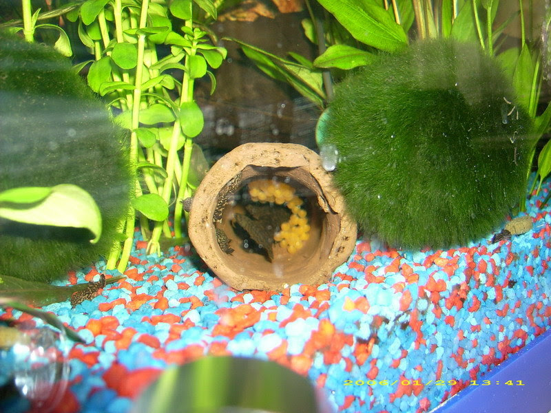 Community: Artikel - Vermehrung der Antennenwelse | aqua4you.de