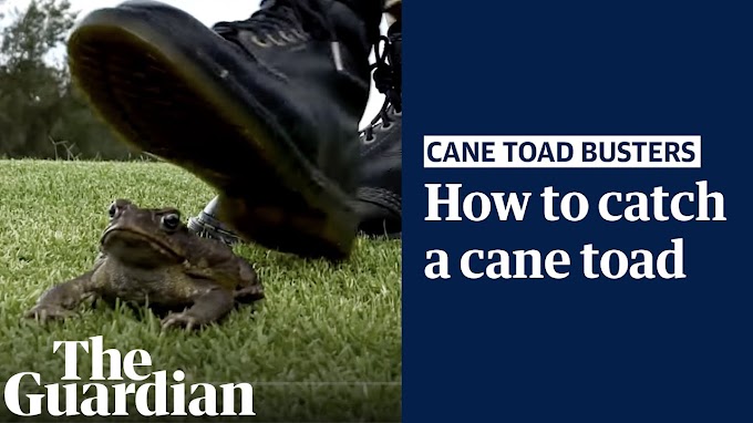 On the prowl with Queensland's volunteer cane toad busters to find "public enemy number one"