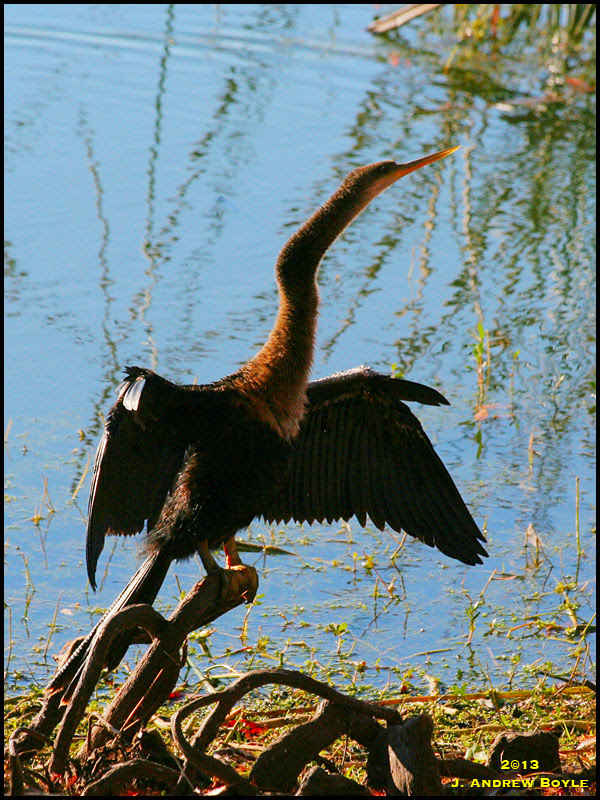 Anhinga