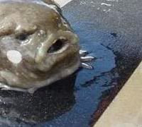 Strange Nature...Tired bizarre fish