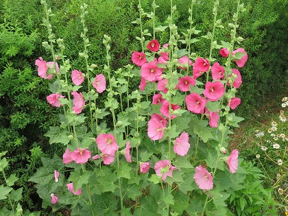 梅雨の時期 穂状に咲く大きな花 タチアオイ この花の名前なんていうの