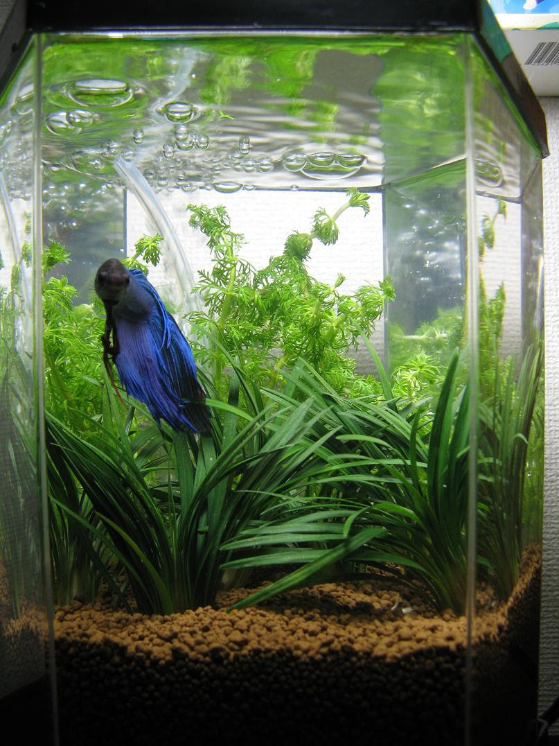 ベタ 水草水槽 ｌｉｔｔｌｅ ｌｉｆｅ