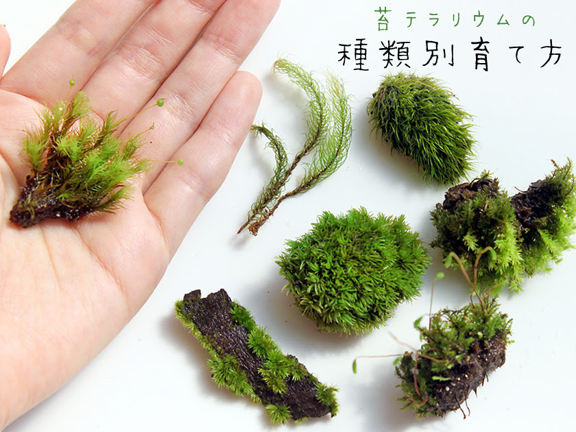 苔テラリウムの種類別育て方 苔テラリウム雑貨 Mofumofu Moss モフモフモス